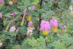 Dichrostachys cinerea